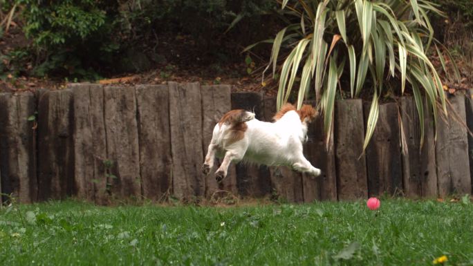 小狗在花园里奔跑追球特写