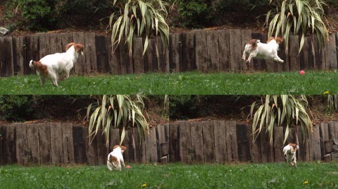 小狗在花园里奔跑追球特写