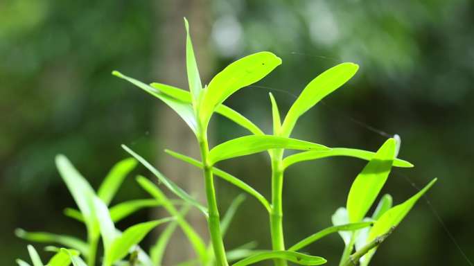 石斛中药材石斛种植基地4K