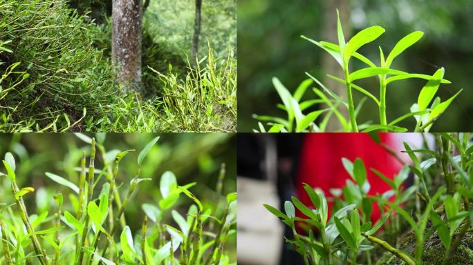 石斛中药材石斛种植基地4K