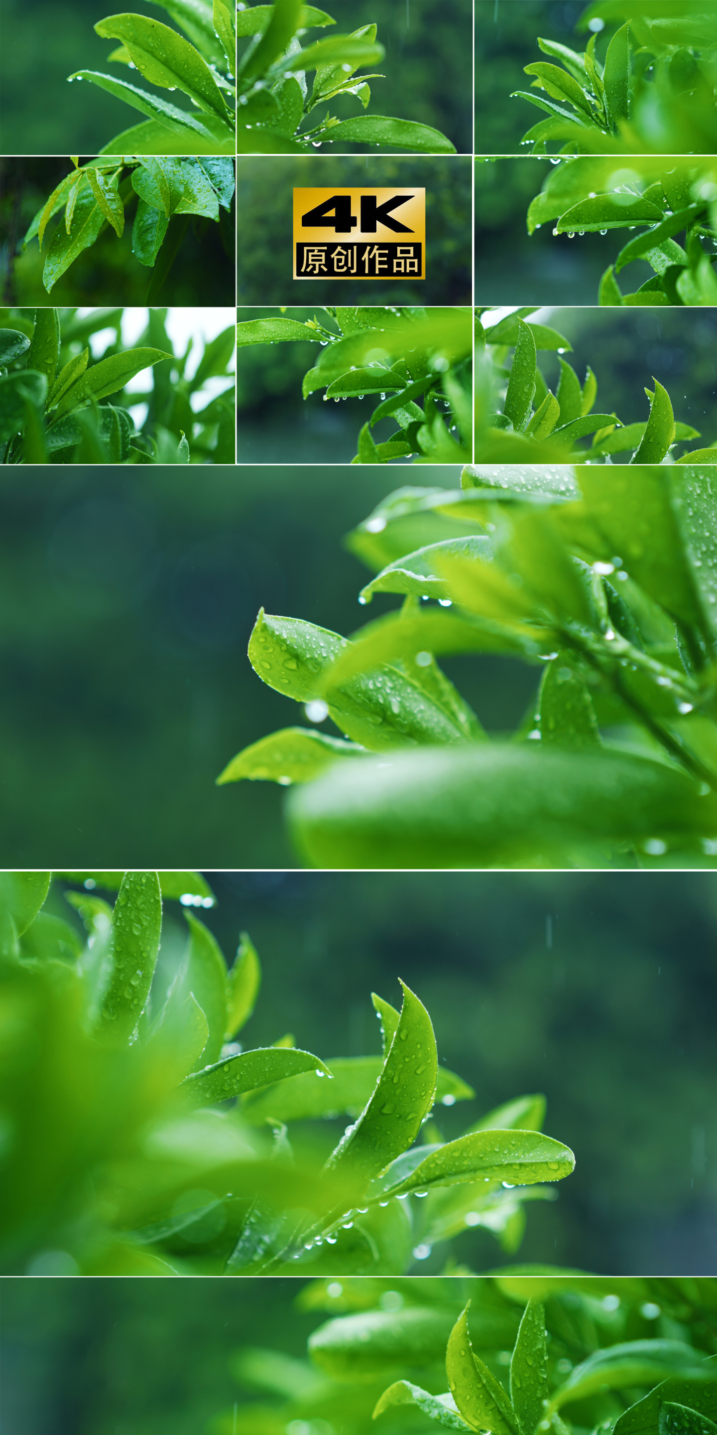 植物滴水滋养唯美慢镜头滋润自然空镜