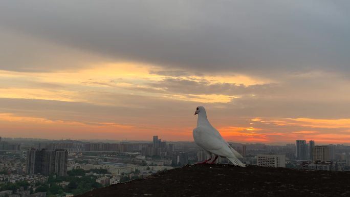 高楼上的鸽子白鸽鸟瞰城市日出朝阳朝霞