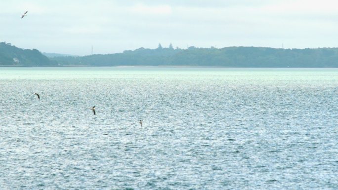 海鸥在海面上飞行特写