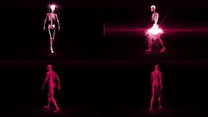 旋转的粉红色行走骨骼出现，在黑色背景下变成完全成形的人类