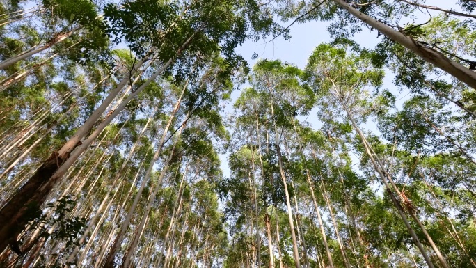 仰望树林徒步