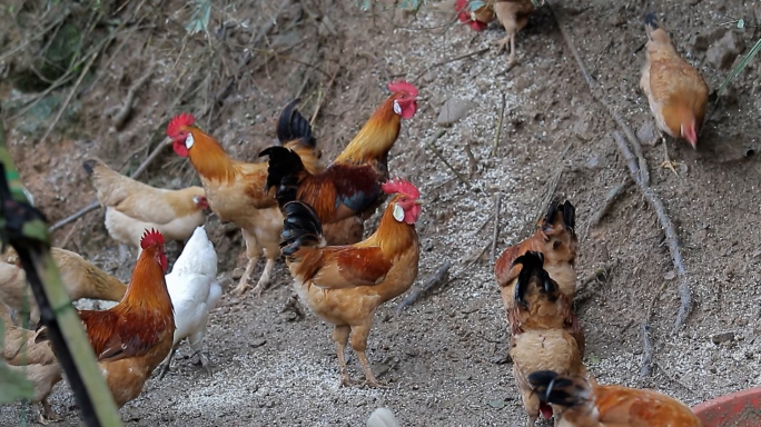 山区农家散养鸡场