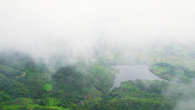 清晨晨雾下山区森林仙境