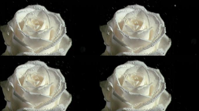 白色玫瑰特写白色玫瑰水珠淋湿