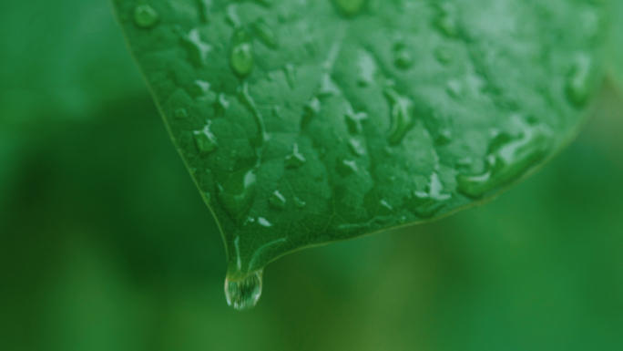 水滴露珠雨水