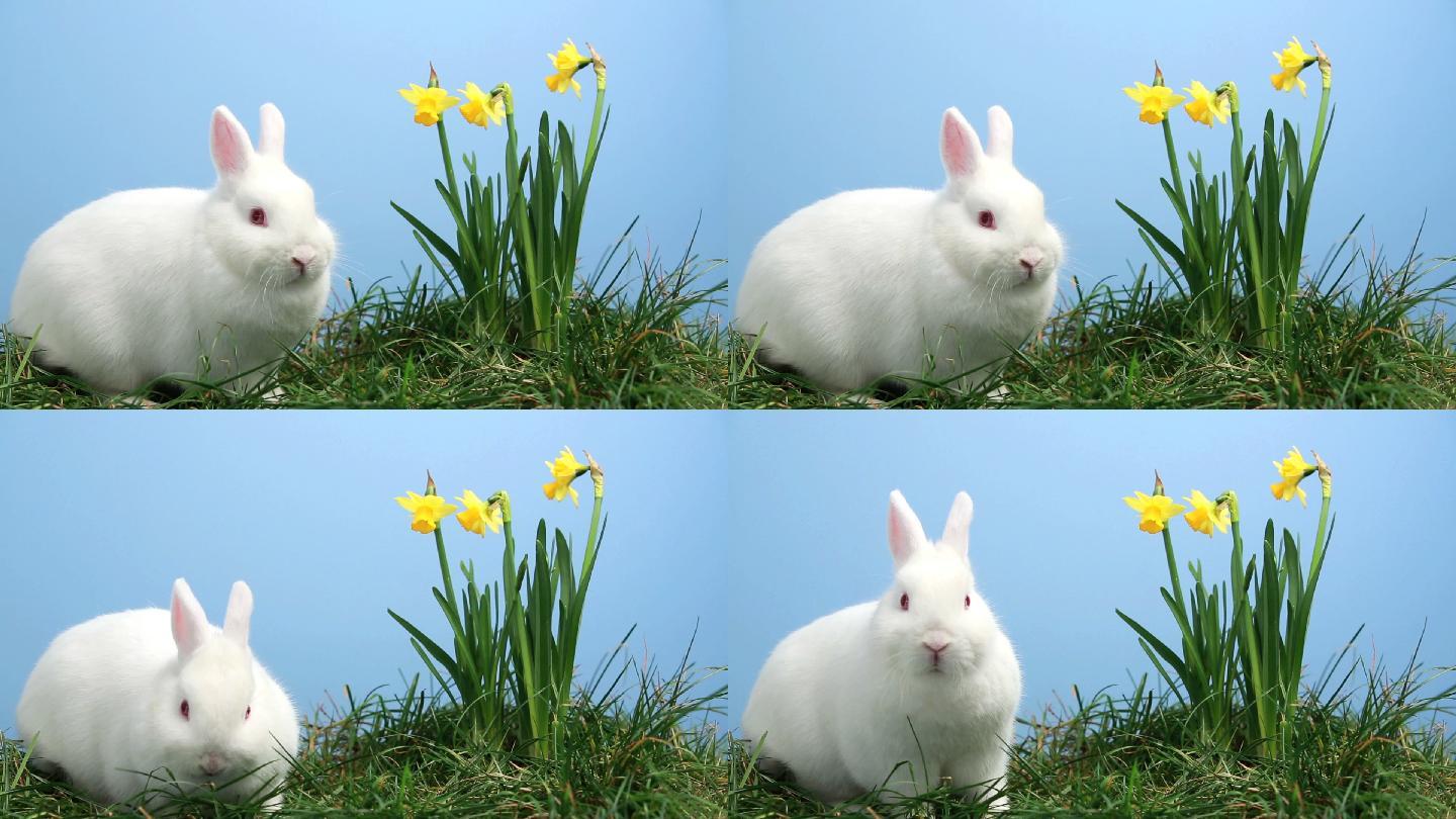 兔子在水仙花和彩蛋旁特写