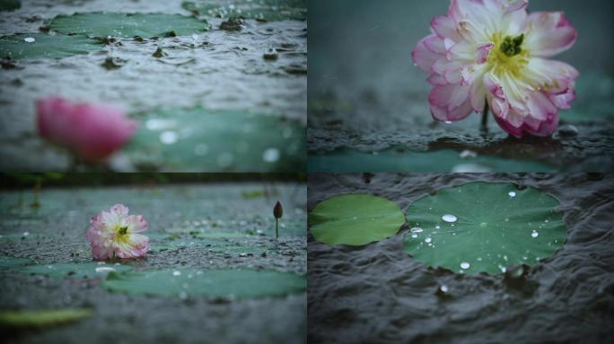 唯美诗意禅意雨中荷花睡莲意境空镜视频素材