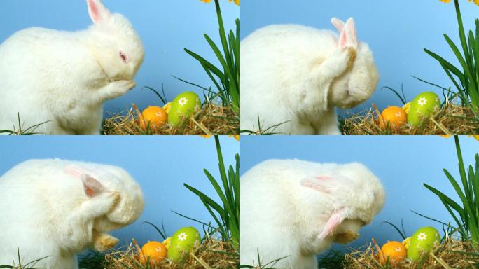 兔子在水仙花和彩蛋旁特写