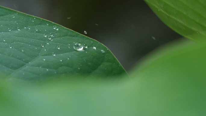 荷塘蜻蜓燕子 荷叶雨水雨滴