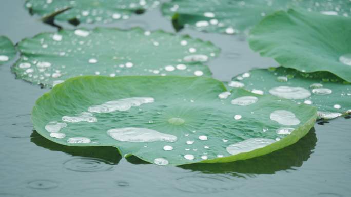 8k下雨天写意意境荷叶上的水珠滚动流动