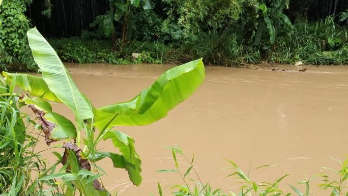 风雨大水洪水涝小河台风雨河水流走绿色植物