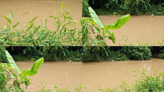 风雨大水洪水涝小河台风雨河水流走绿色植物