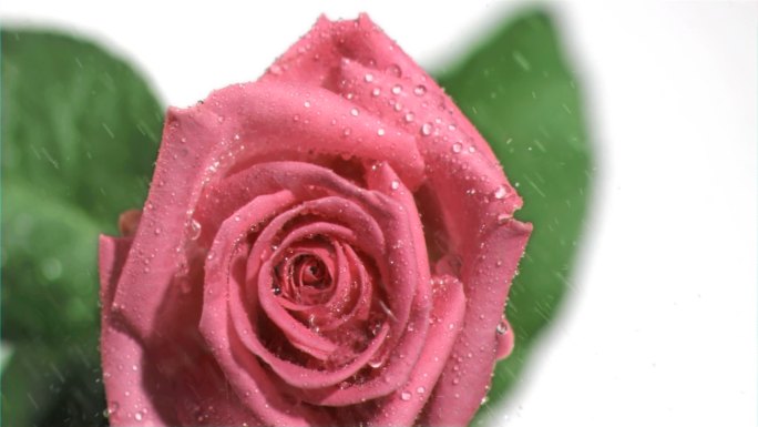 粉色玫瑰特写花瓣雨细细雨丝太阳雨