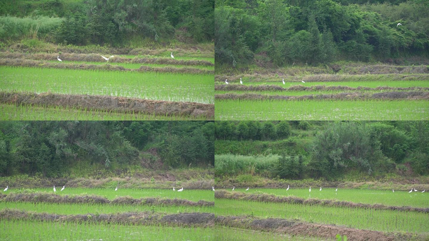 田间白鹭