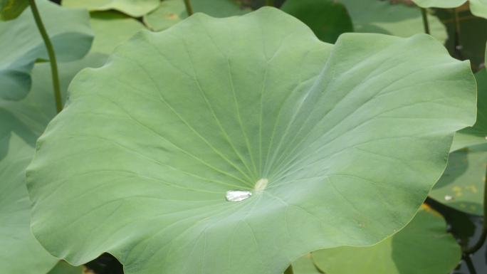 荷花 荷叶 夏季 莲蓬 水面 蜻蜓 露水