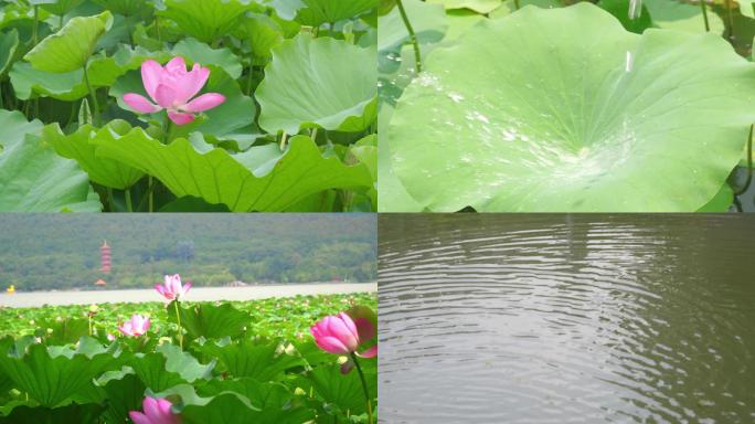 荷花 荷叶 夏季 莲蓬 水面 蜻蜓 露水