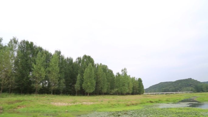 乡村旅游 河滩 乡愁 唯美 景象 树