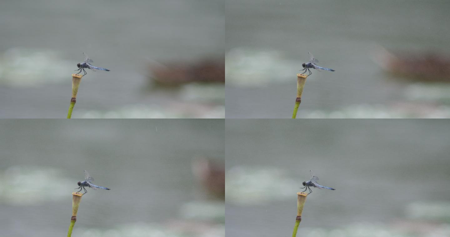 雨中蜻蜓原片电影镜头