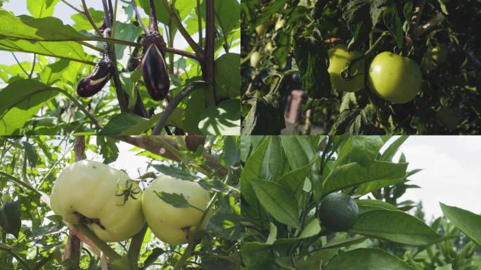 西红柿种植  茄子种植特写 升格 小米椒