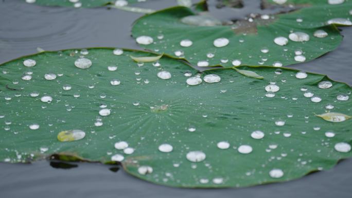 8k下雨天写意意境荷叶上的水珠滚动流动