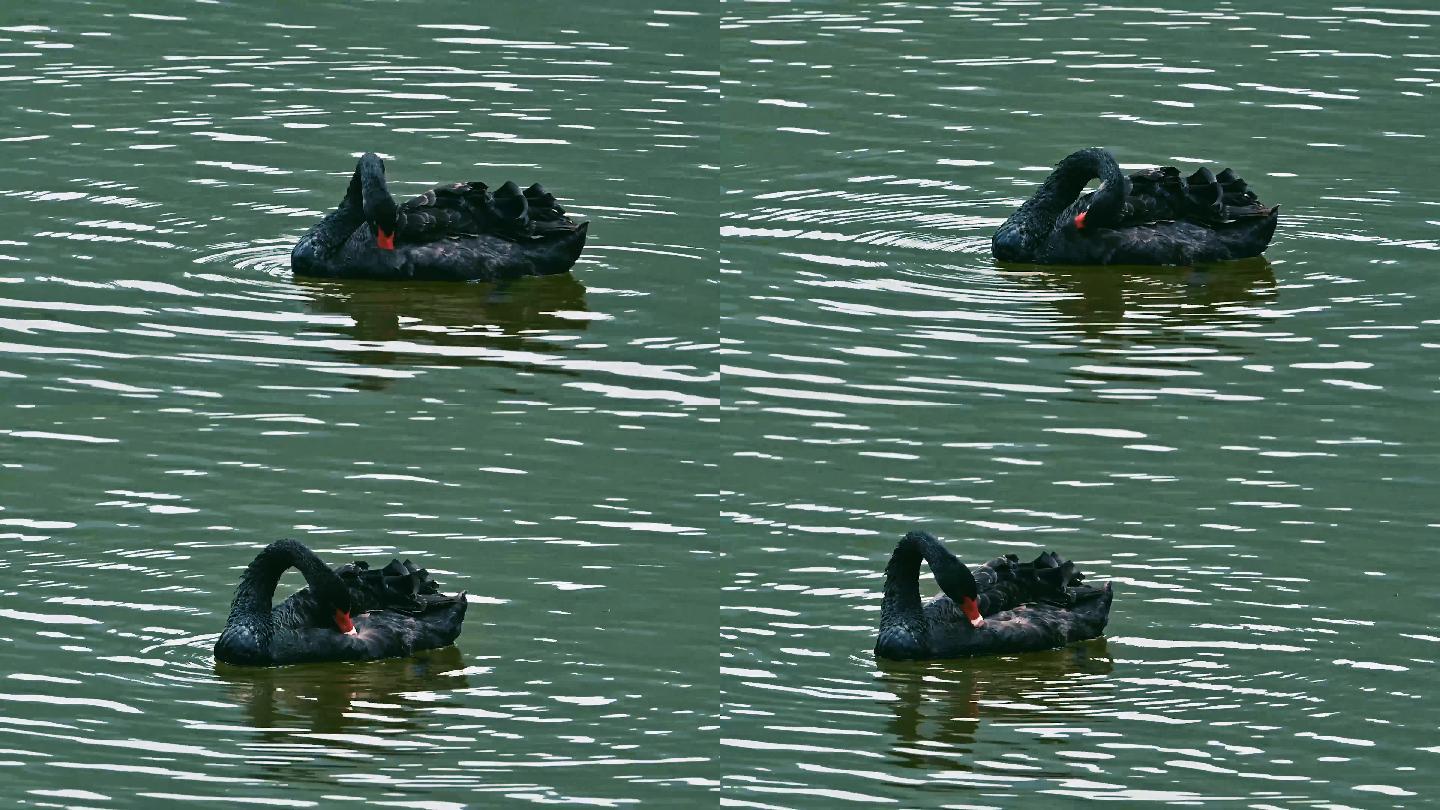 天鹅湖中梳理羽毛的黑天鹅