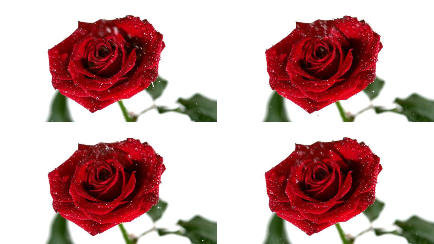 红色玫瑰花特写爱情鲜红艳丽婚礼