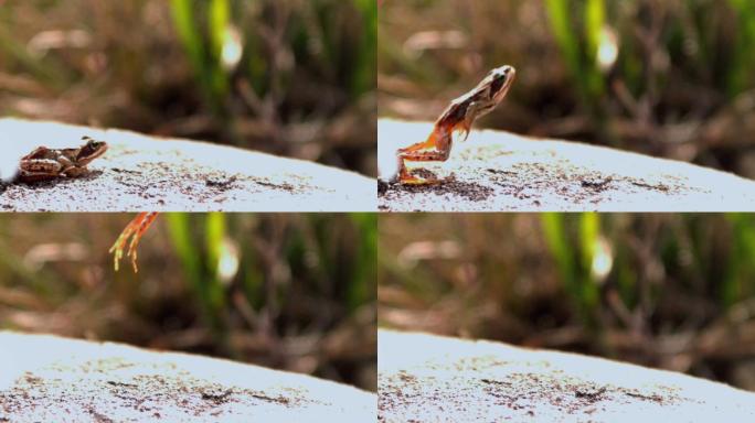 青蛙从岩石上跳下来的慢镜头特写