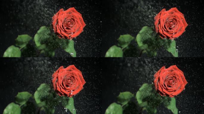 红色玫瑰花特写七夕情人节视频玫瑰红色水滴