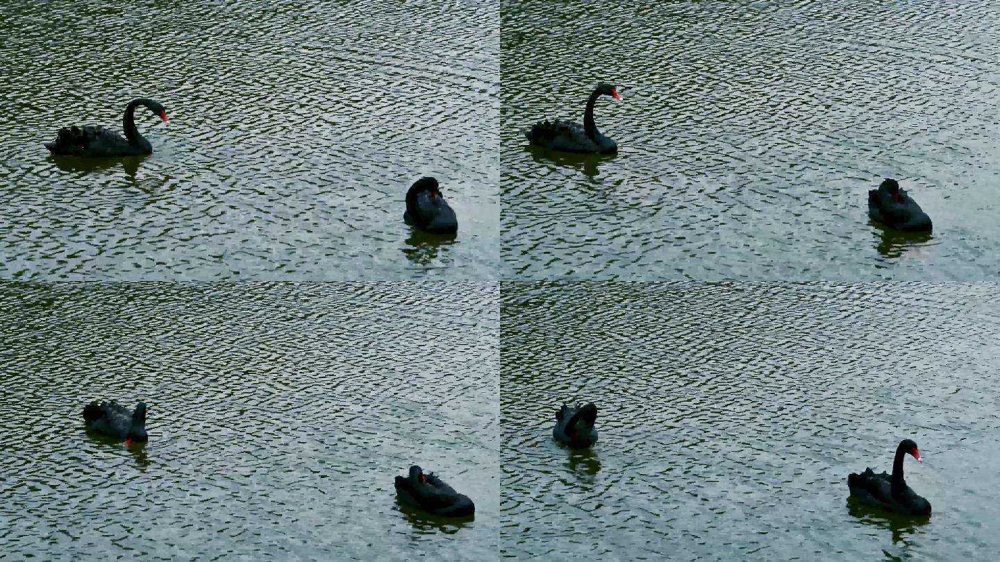 天鹅湖中的黑天鹅