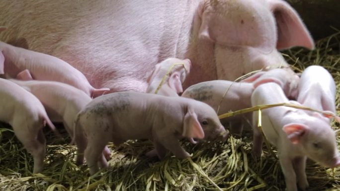 农场母猪喂奶小猪