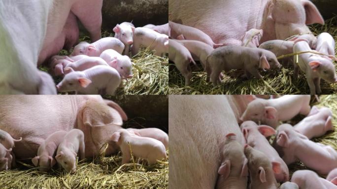 农场母猪喂奶小猪