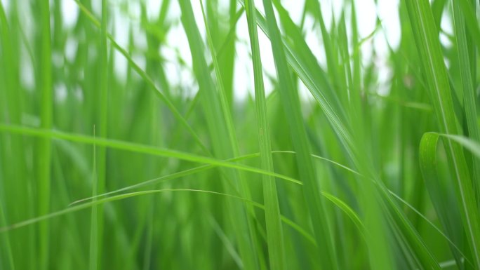 夏天的茂密绿草丛和虫鸣声