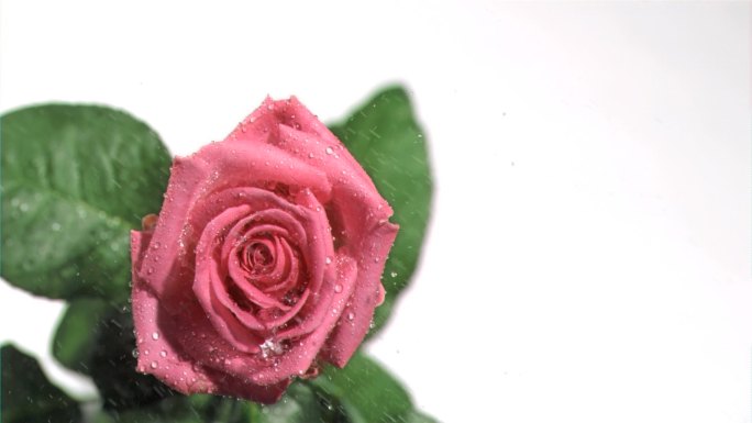 粉色玫瑰特写花蕊鲜花爱人