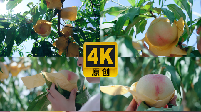 阳山水蜜桃