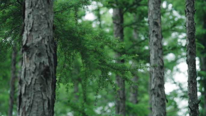 8k松树松树枝大自然风景唯美绿色环保