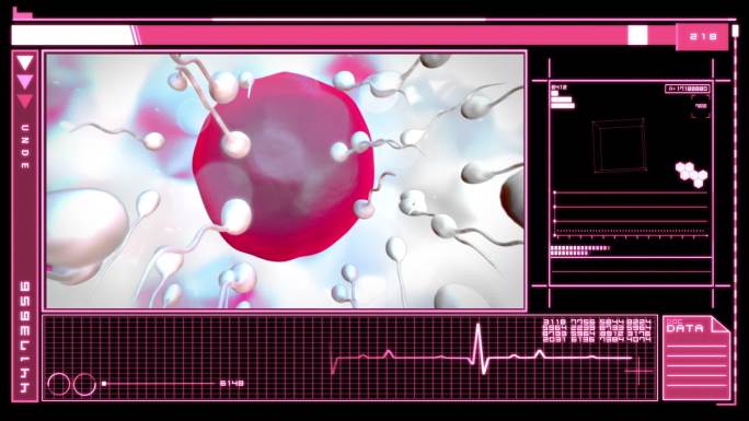 医学数字界面，在粉红色和黑色的背景上显示精子对粉红色卵子的受精