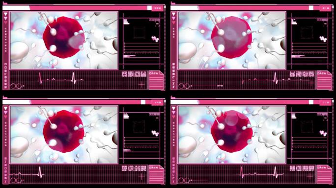 医学数字界面，在粉红色和黑色的背景上显示精子对粉红色卵子的受精