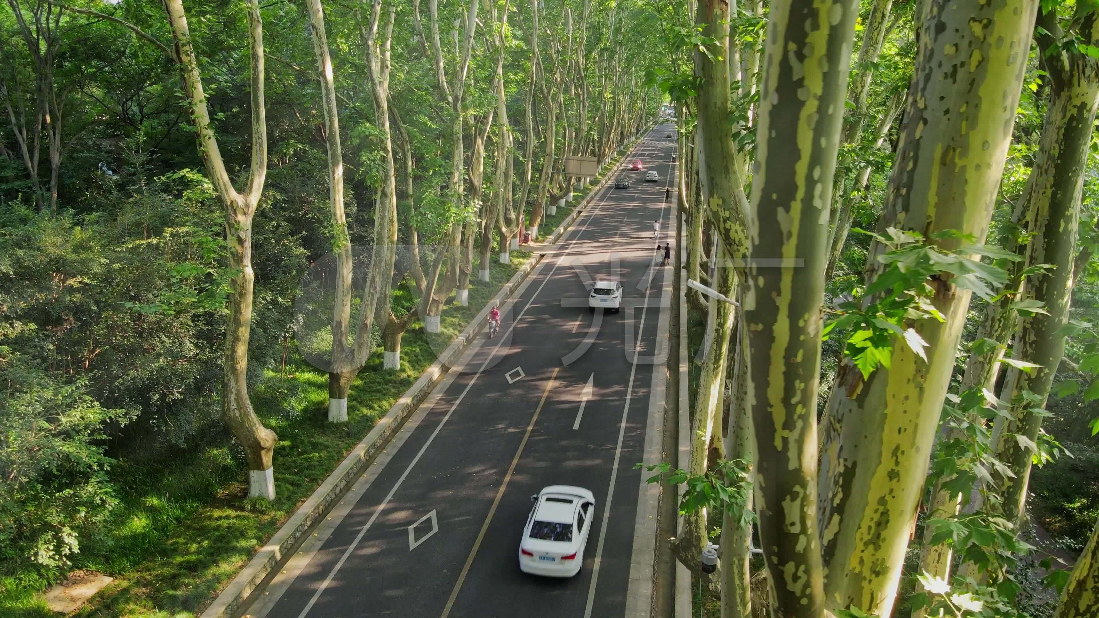 【林荫大道|青浦新增一条林荫大道，一起来刷“美树”|呼和浩特|工程建设|诞生|领域】_傻大方