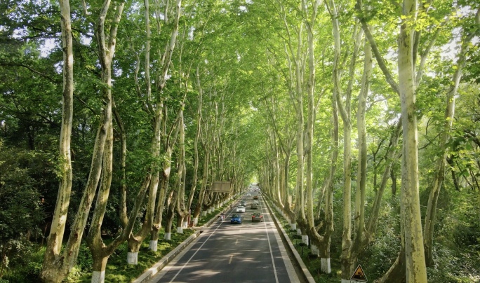 南京中山陵梧桐大道、光束、林荫大道