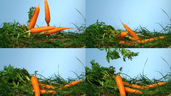 一堆胡萝卜倒在草地上特写