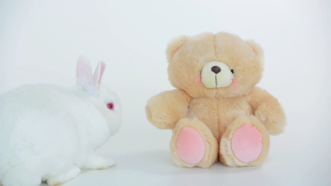 白色背景上的白兔嗅着泰迪熊