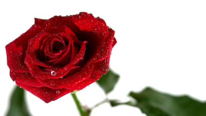 红色玫瑰花特写爱情花慢镜头露水