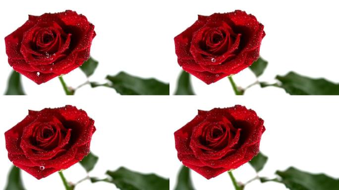 红色玫瑰花特写爱情花慢镜头露水