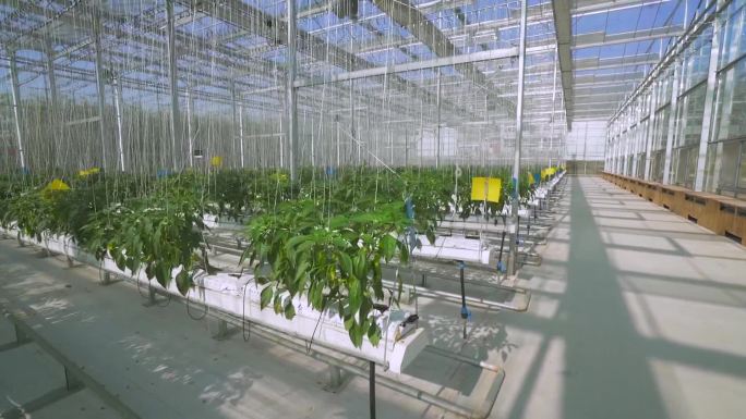 玻璃阳光房 温室种植 未来农业 绿色中国