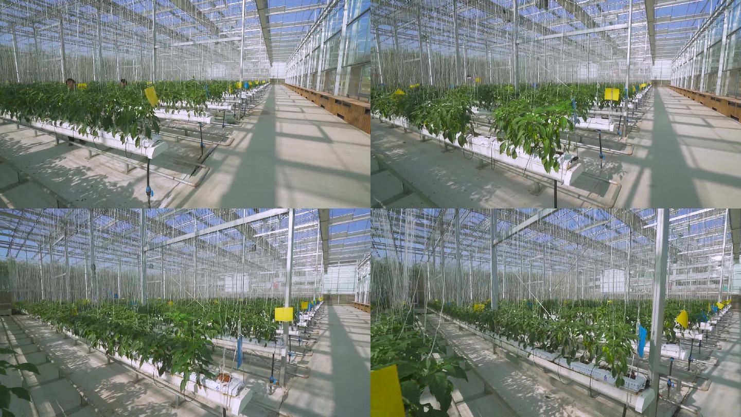 玻璃阳光房 温室种植 未来农业 绿色中国