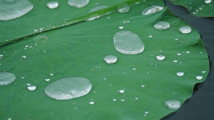 8k下雨天写意意境荷叶上的水珠滚动流动